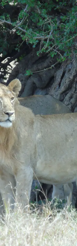 Kenia — Strand und Safari